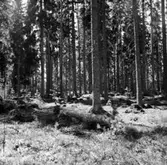 Skogsområde.
Kumla Häradsallmänning.