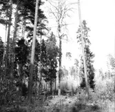 Skogsområde.
Glanshammars Häradsallmänning.