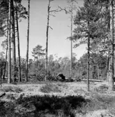 Skogsområde.
Glanshammars Häradsallmänning.