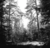 Skogsområde.
Glanshammars Häradsallmänning.