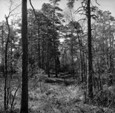 Skogsområde.
Glanshammars Häradsallmänning.