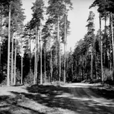 Skogsområde.
Glanshammars Häradsallmänning.