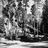 Skogsområde.
Hardemo Häradsallmänning.