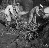 Kolning, kolare och kolmila.