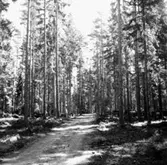 Skogsområde.
Kumla Häradsallmänning.