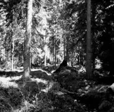 Skogsområde.
Kumla Häradsallmänning.