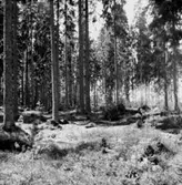 Skogsområde.
Kumla Häradsallmänning.