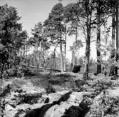 Skogsområde.
Glanshammars Häradsallmänning.