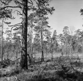 Skogsområde.
Glanshammars Häradsallmänning.