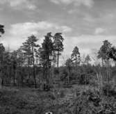 Skogsområde.
Glanshammars Häradsallmänning.