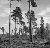 Skogsområde.
Glanshammars Häradsallmänning.