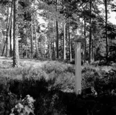 Skogsområde.
Glanshammars Häradsallmänning.