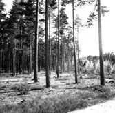 Skogsområde.
Hardemo Häradsallmänning.