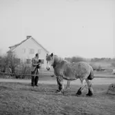 En man med hund, en häst.Bostadshus i bakgrunden.