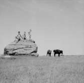 Tre pojkar på en sten.Två kor.