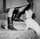 En kvinna med Oscaria-stövlar och hund.
Oscaria Skofabrik.
Bilden tagen för fönsterskylt.