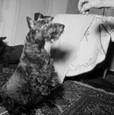 Rumsinteriör, en hund (tillhör familjen Beerwald).Oscaria (beställare ?).