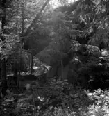 V. Sund, fornlämningar.
7 juli 1941.