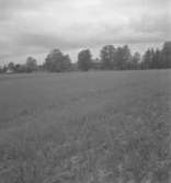 Gammeldrätt, vy, bostadshus.18 juni 1942.