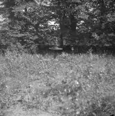 Trädgård. Hagalund, Adolfsberg.
1943.
Foto: S. Larsson.