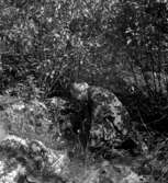 Torpa, fornlämning. En man.2 september 1943.