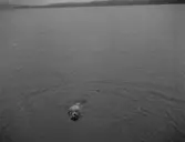 Sjö. En hund.
1943.