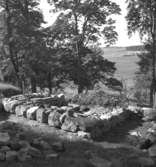 Riseberga klosterruin.
18 augusti 1943.