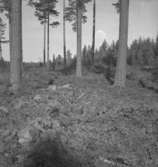Ramundeboda. Skogsparti.
7 september 1943.