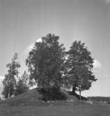 Konsta. Fornlämning. Träd.
24 augusti 1943.