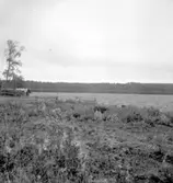 Glottra, fornlämningar.15 september 1943.