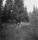 Lerbäck, skogsparti, fornlämningar.
4 oktober 1945