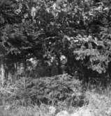 Tjälvesta, träd.
28 augusti 1945