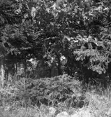 Tjälvesta, träd.
28 augusti 1945