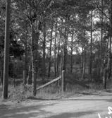 Frövi. skogsparti.
19 juli 1948.