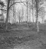 Björkhagen.
21 mars 1949.