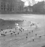 Svartån. Karolinska läroverket.
15 mars 1949.