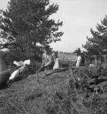 Sörby, fornlämningar.
24 augusti 1949.