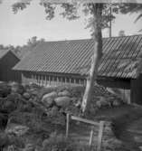 Thorshamarsbacken, fornlämningar. Byggnad.
18 juni 1951.