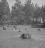 Ånnebrunn, domarringar.
26 juni 1952.