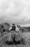 Skördearbete, en man och en kvinna.