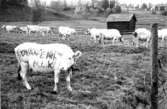 Torneälv vid Niemis 1944. Ko med ägarens namn och hemort målat på sig.