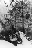 Tallskuggor på bergvägg vid Stenkälla.
Vinterbild.
7 mars 1945.