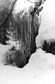Istappar. Häll vid Älgstråket, Stenkällaområdet.
Vinterbild.
8 mars 1945.