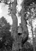 En kvinna i ett träd.
