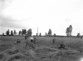 Skolkoloni, 1920-talet.
Slåtterarbete.
Josef Grankvists plåtar.
