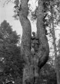 En man i ett träd.
Karl Hedström
Dalarna