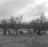 Brändåsen, domarring.
Oktober 1964.