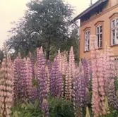Bystad skola.
Vid köpet år 1966 var trädgården helt förvildad och igenvuxen av lupiner. Eftersom familjen tillträdde huset först i december 1966 bör dessa bilder vara tagna sommaren 1967, då givarens föräldrar började röja utomhus.