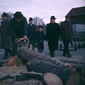 Hindersmässomarknaden 1964-01. Såga träd.