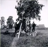 Runsten vid Gärdet, Skånum. Runsten under resningen.